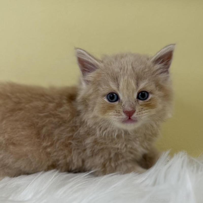 販売中の埼玉県のサイベリアン-137673