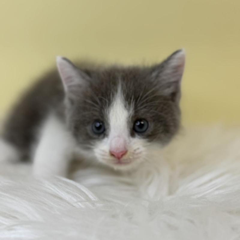 販売中の埼玉県のラムキン-137650の1枚目