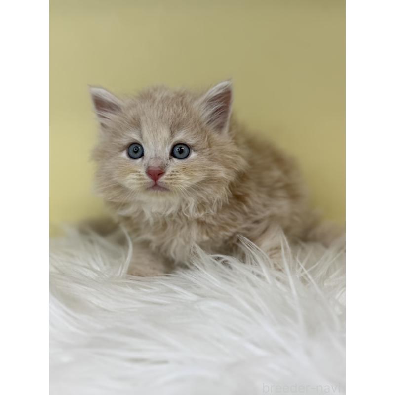 販売中の埼玉県のサイベリアン-137672の4枚目