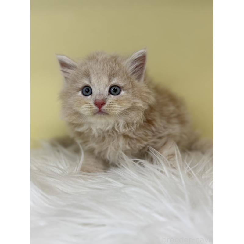 販売中の埼玉県のサイベリアン-137672の2枚目