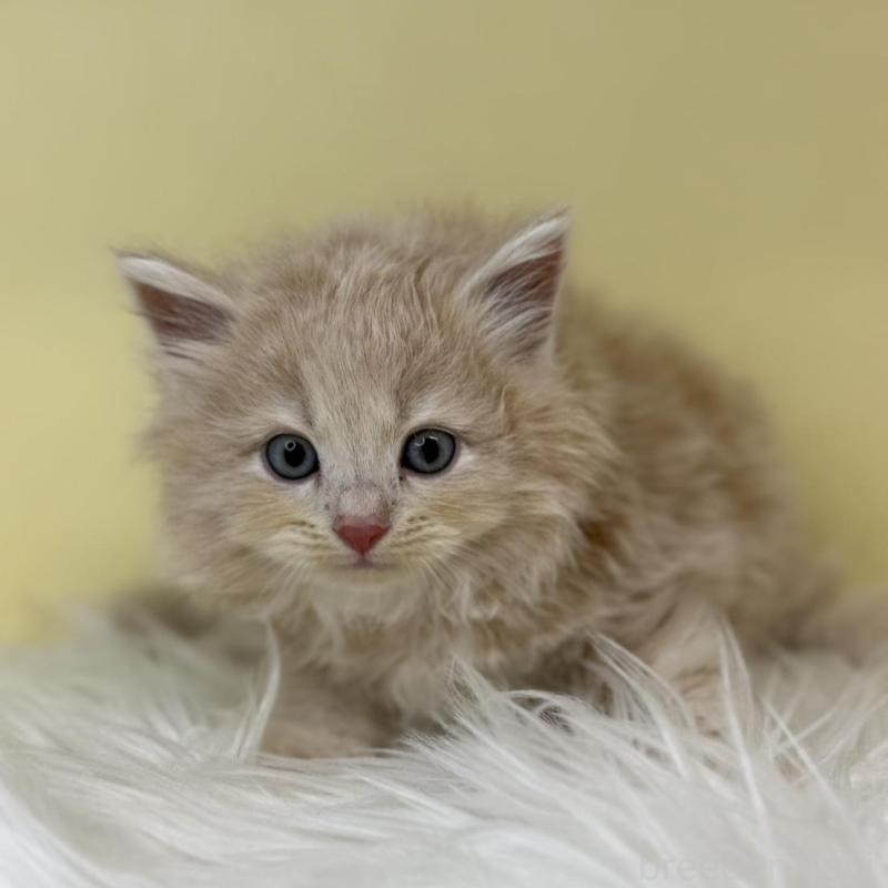 販売中の埼玉県のサイベリアン-137672の1枚目