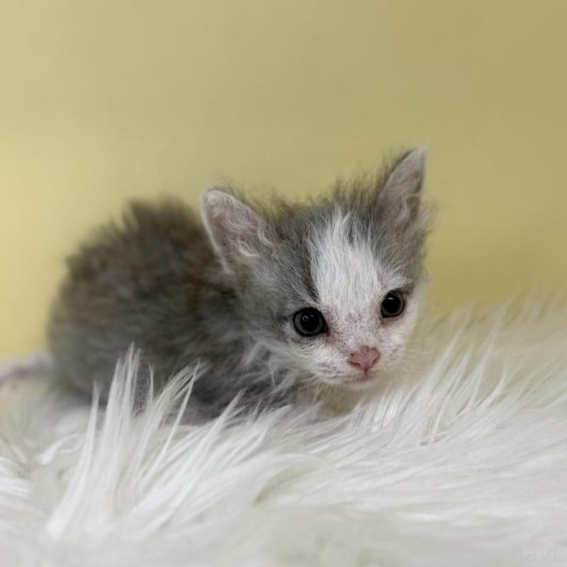 販売中の埼玉県のラムキン-137651の4枚目