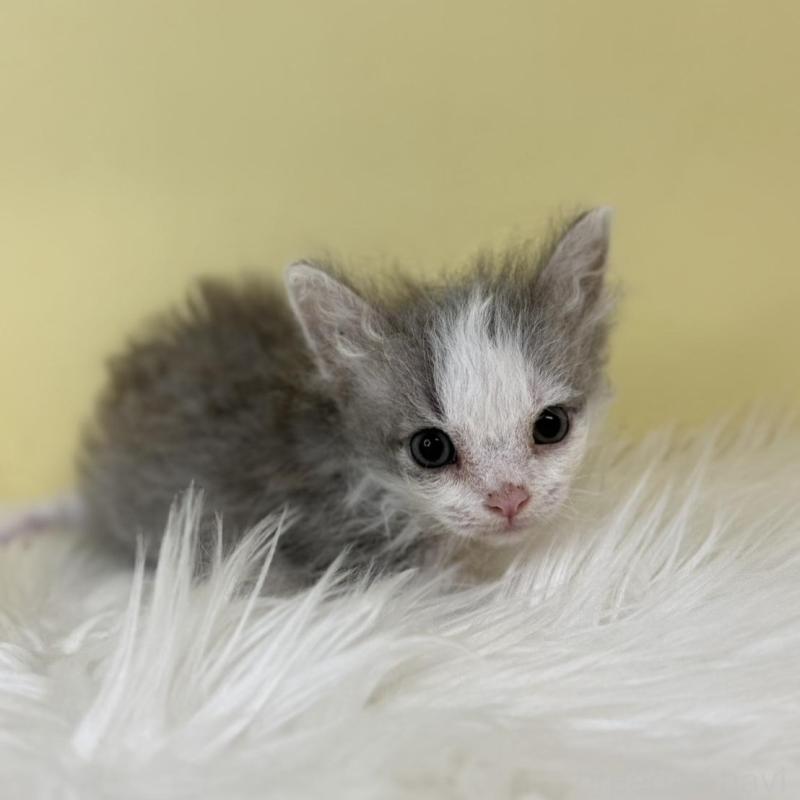 販売中の埼玉県のラムキン-137651の3枚目