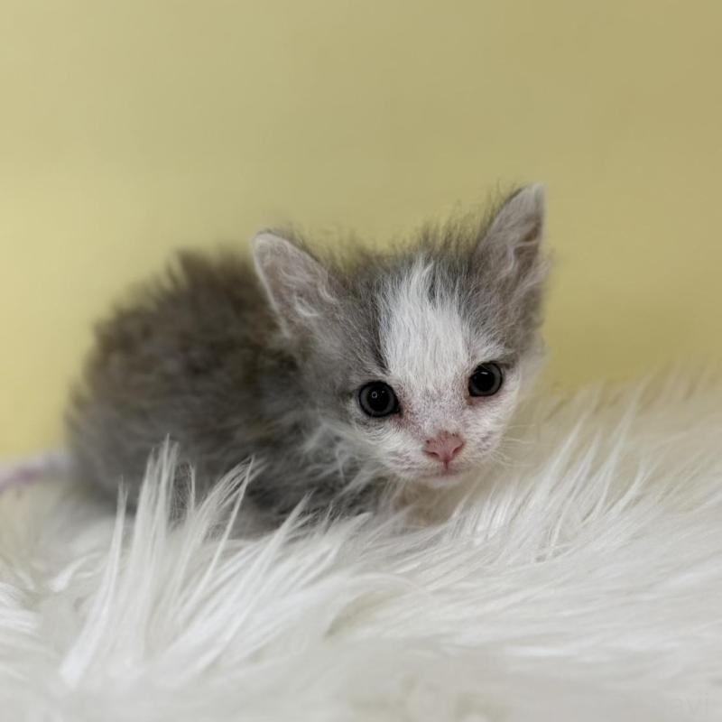 販売中の埼玉県のラムキン-137651の1枚目