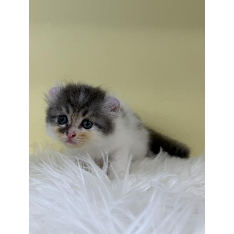 販売中の埼玉県のアメリカンカール-137671の4枚目