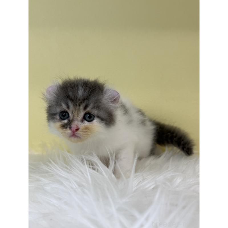 販売中の埼玉県のアメリカンカール-137671の3枚目