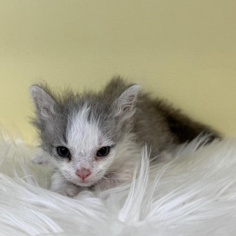 販売中の埼玉県のラムキン-137651の2枚目