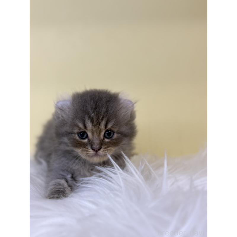 販売中の埼玉県のアメリカンカール-137670の3枚目