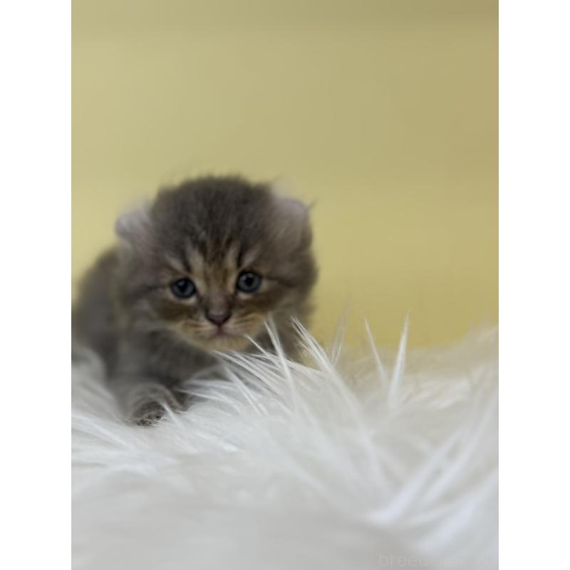 販売中の埼玉県のアメリカンカール-137670の2枚目