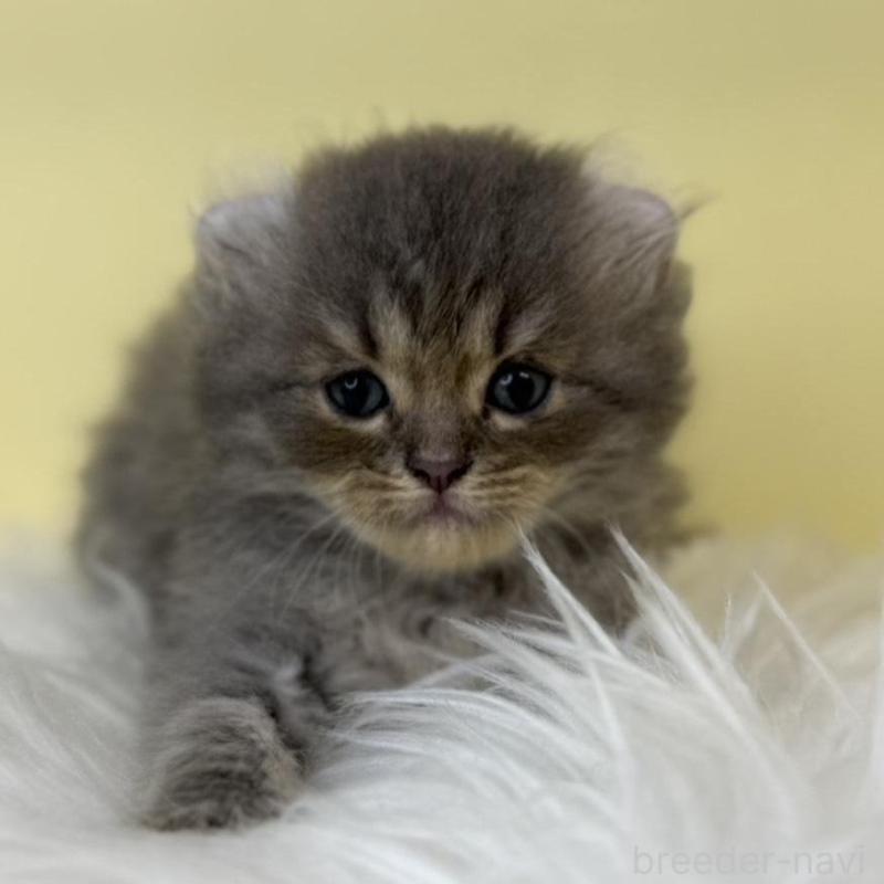 販売中の埼玉県のアメリカンカール-137670の1枚目