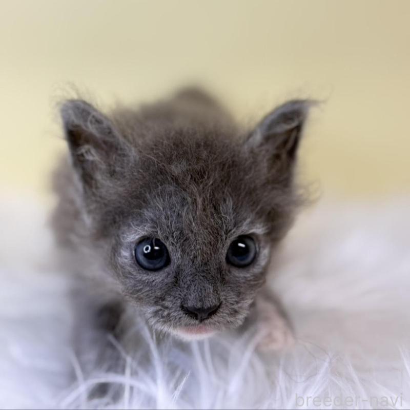 販売中の埼玉県のラムキン-137652の4枚目