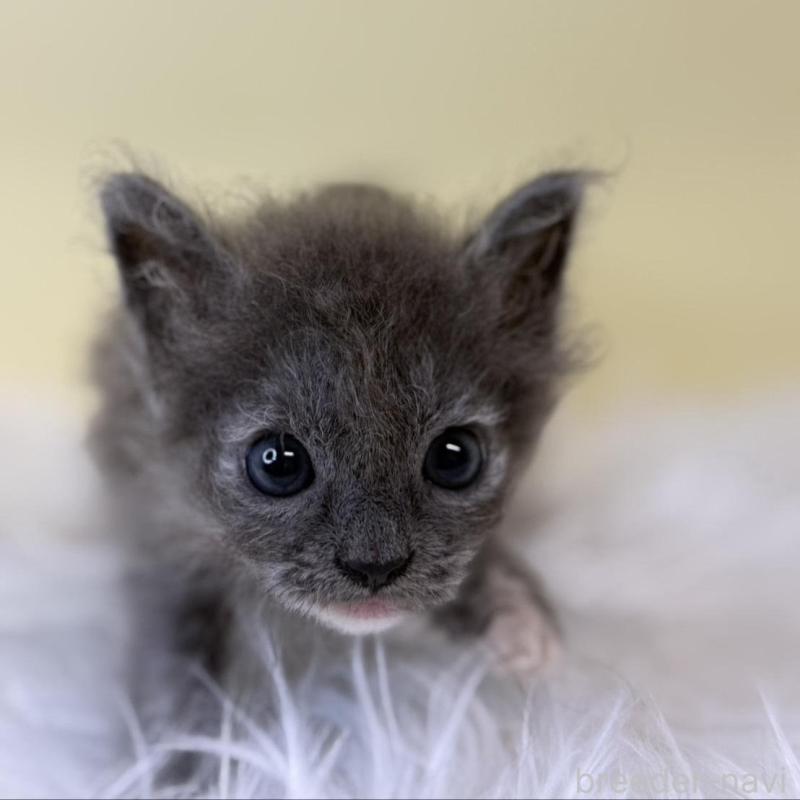 販売中の埼玉県のラムキン-137652の1枚目