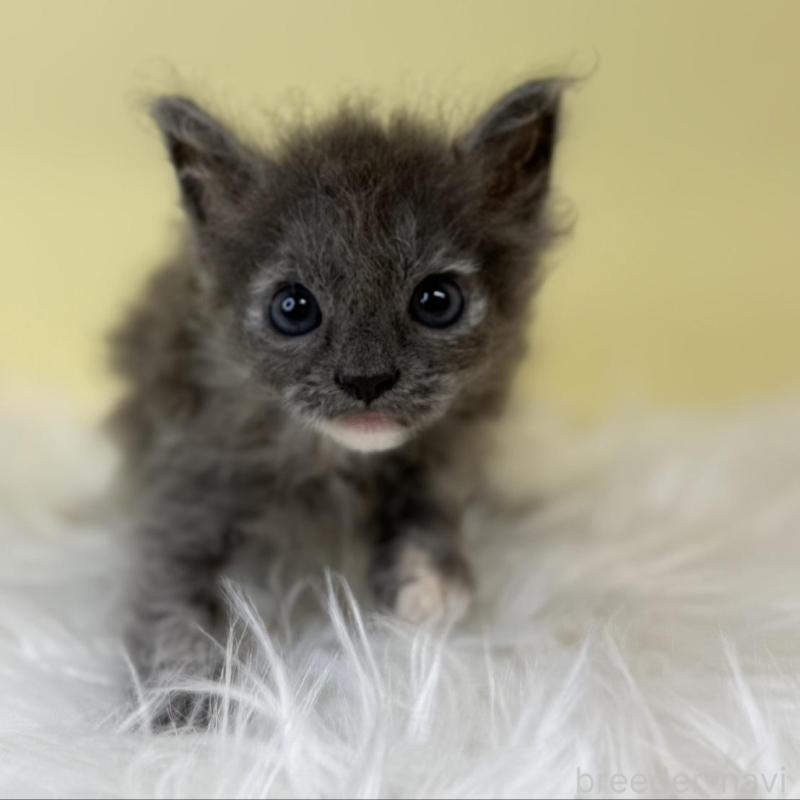 販売中の埼玉県のラムキン-137652の3枚目