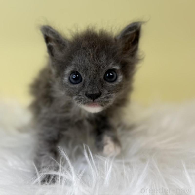 販売中の埼玉県のラムキン-137652の2枚目