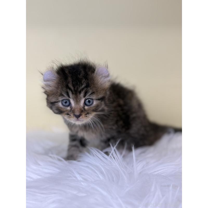 販売中の埼玉県のアメリカンカール-137669の4枚目