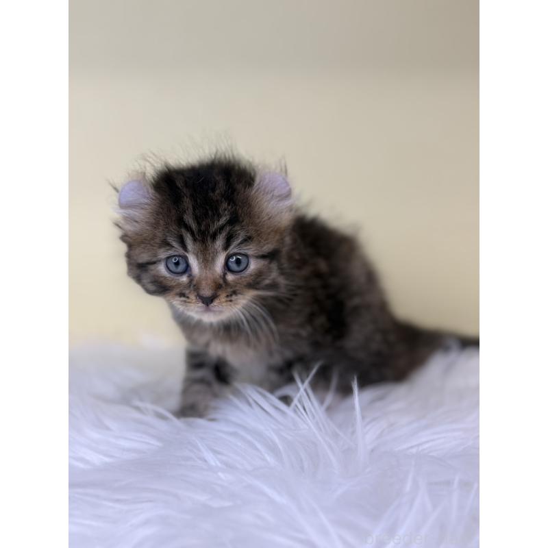 販売中の埼玉県のアメリカンカール-137669の3枚目