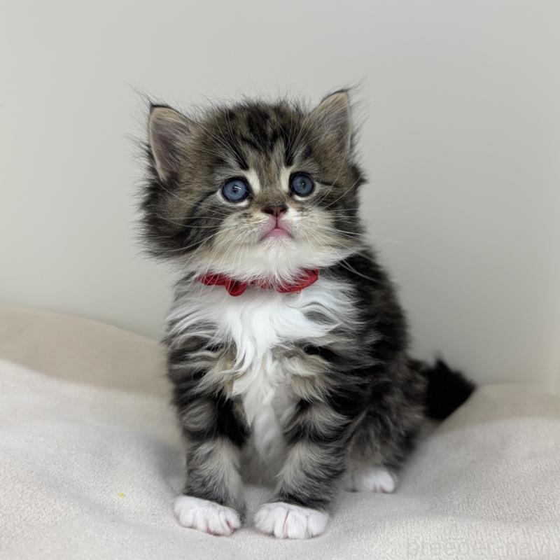 販売中の福岡県のサイベリアン-137696の1枚目