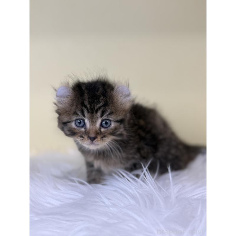 販売中の埼玉県のアメリカンカール-137669の2枚目