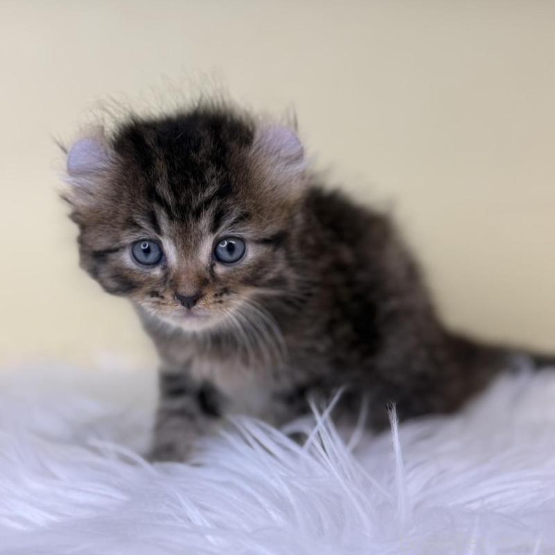 販売中の埼玉県のアメリカンカール-137669の1枚目