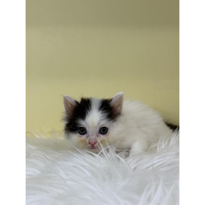 販売中の埼玉県のアメリカンカール-137668の4枚目