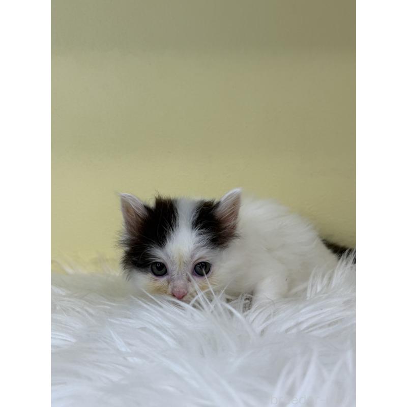 販売中の埼玉県のアメリカンカール-137668の3枚目