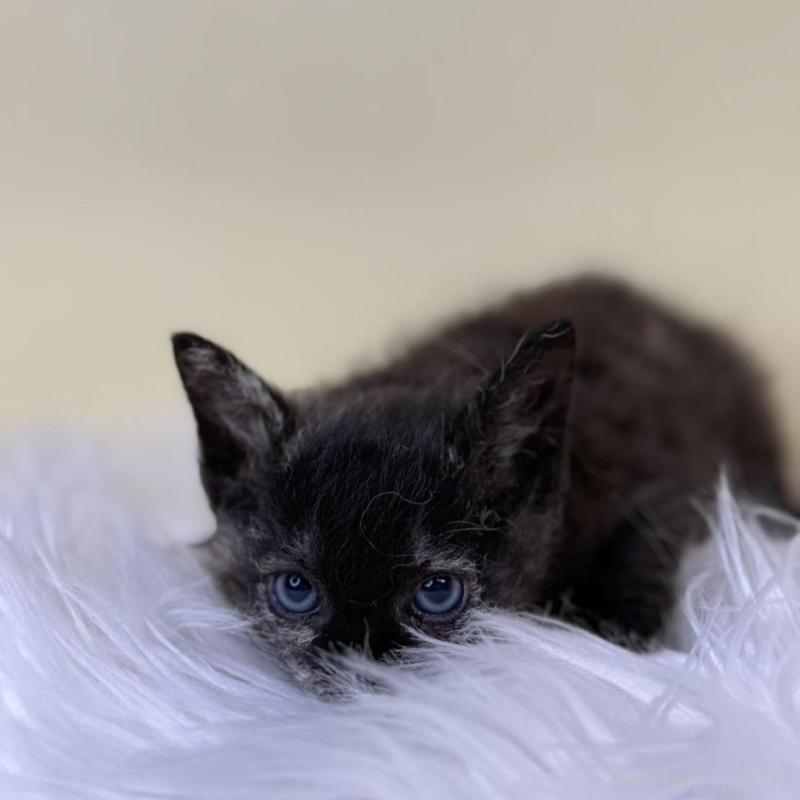 販売中の埼玉県のラムキン-137653の3枚目