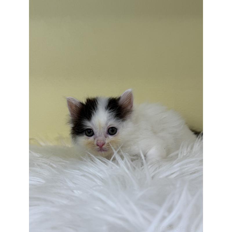 販売中の埼玉県のアメリカンカール-137668の2枚目