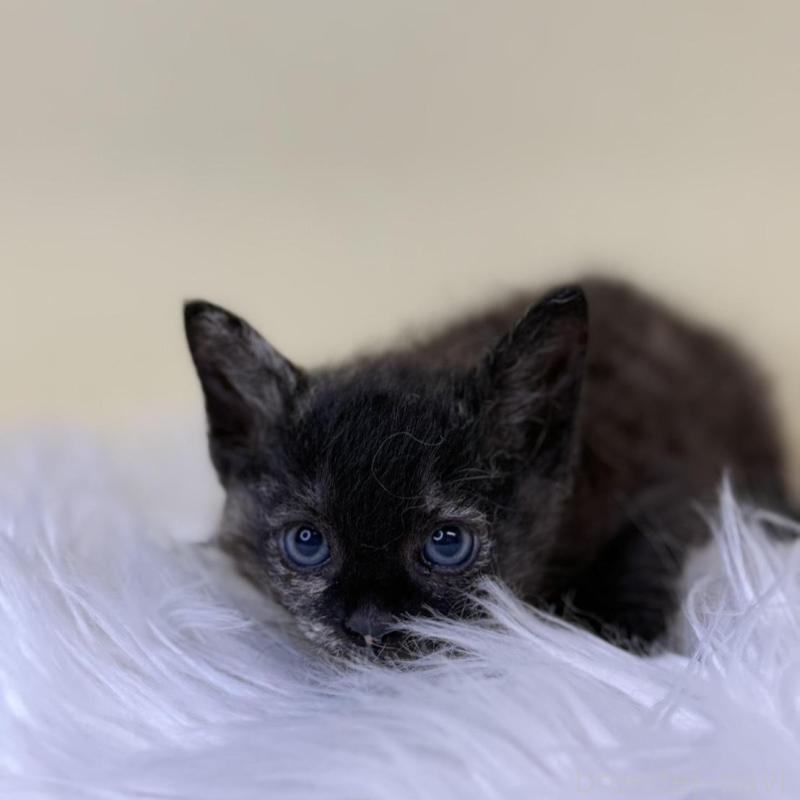 販売中の埼玉県のラムキン-137653の2枚目