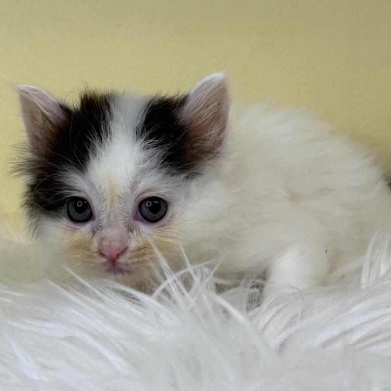 販売中の埼玉県のアメリカンカール-137668の1枚目