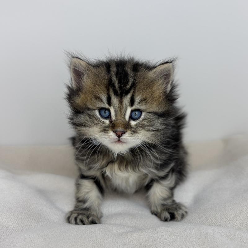 販売中の福岡県のサイベリアン-137698