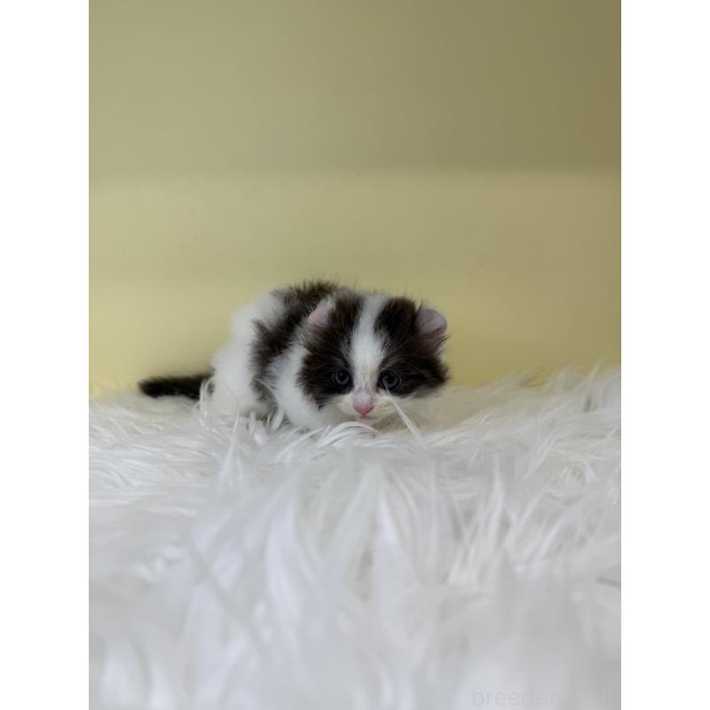 販売中の埼玉県のアメリカンカール-137667の3枚目