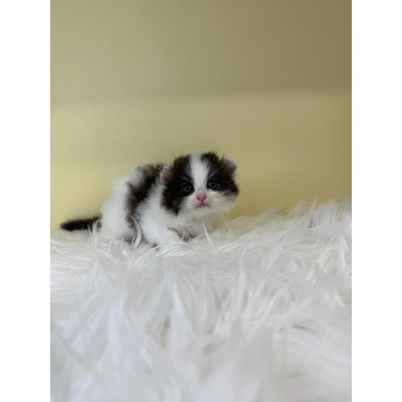 販売中の埼玉県のアメリカンカール-137667の2枚目