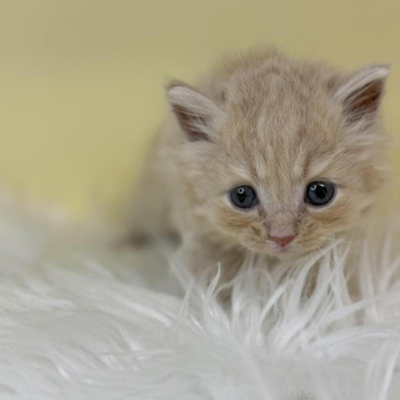 販売中の埼玉県のサイベリアン-137654の4枚目