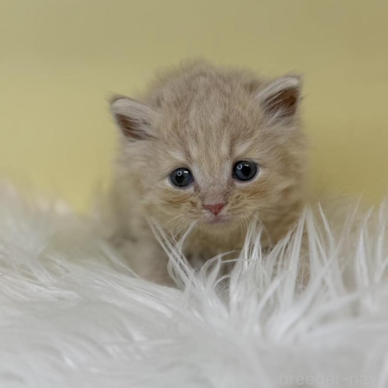 販売中の埼玉県のサイベリアン-137654の1枚目