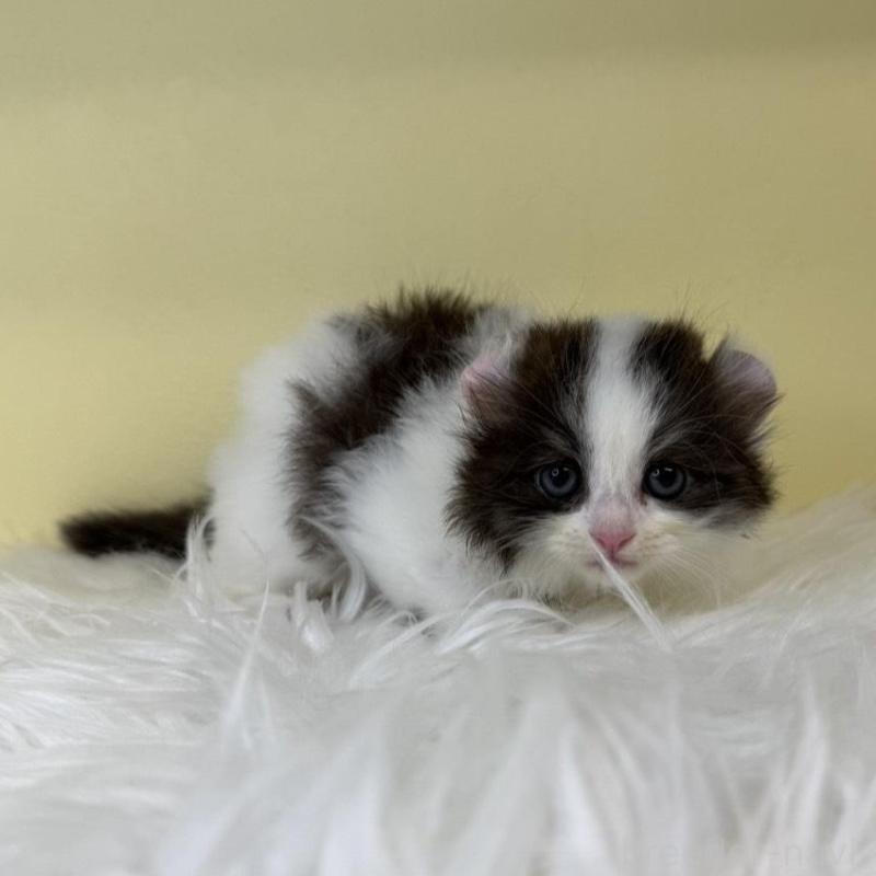 販売中の埼玉県のアメリカンカール-137667の1枚目