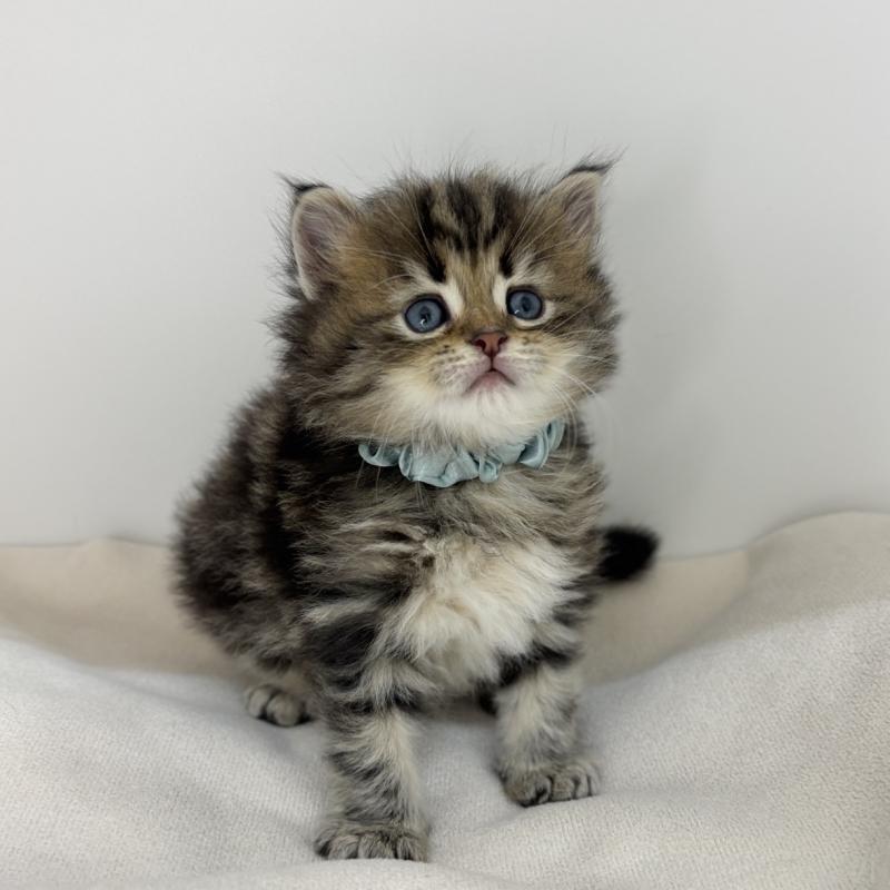 販売中の福岡県のサイベリアン-137697の1枚目