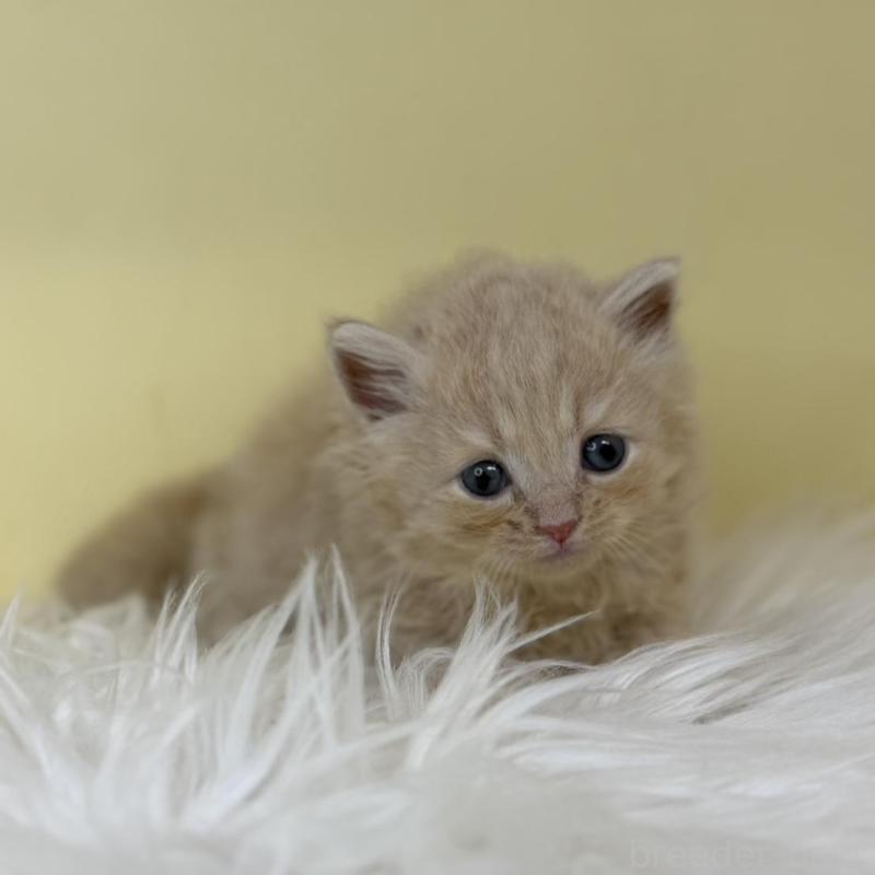 販売中の埼玉県のサイベリアン-137654の2枚目