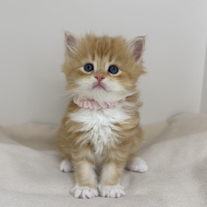 販売中の福岡県のサイベリアン-137695の1枚目