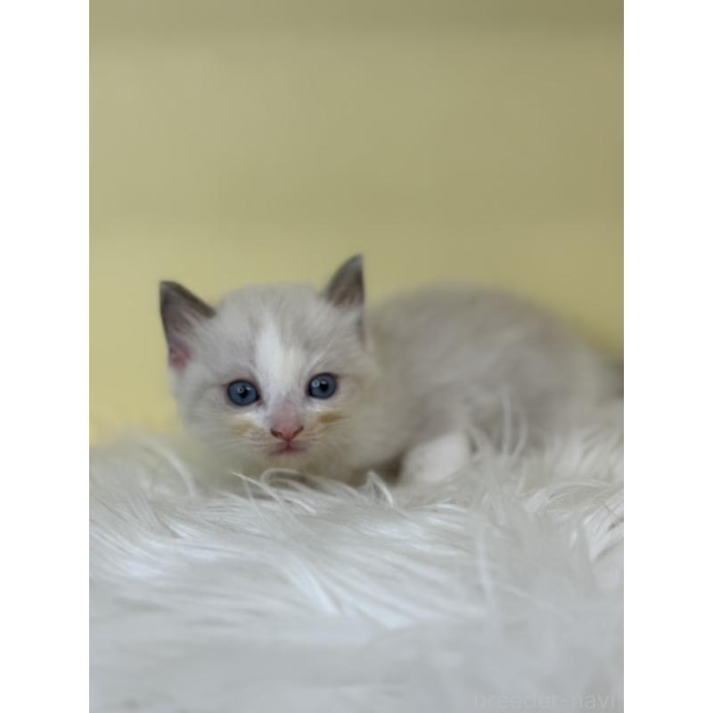 販売中の埼玉県のラグドール-137666の4枚目