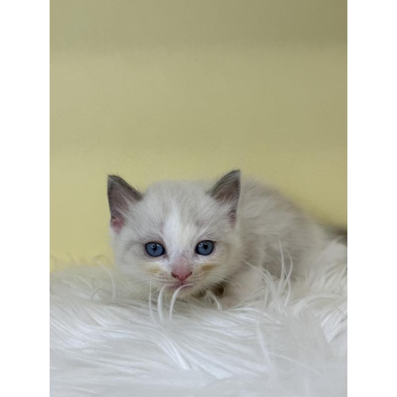 販売中の埼玉県のラグドール-137666の2枚目