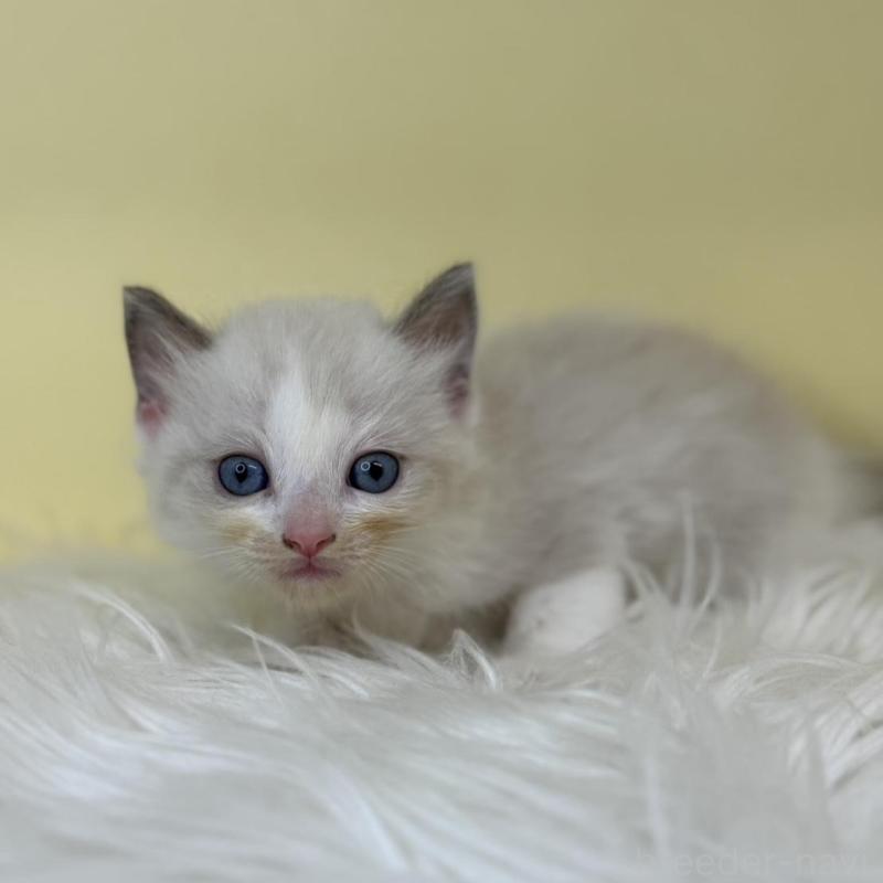 販売中の埼玉県のラグドール-137666の1枚目