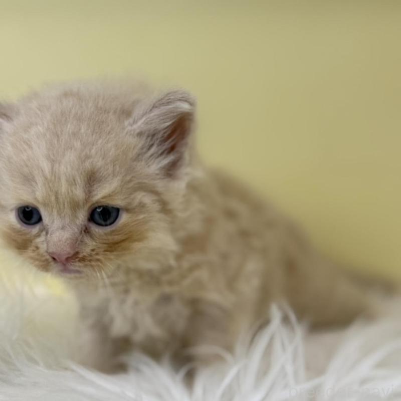 販売中の埼玉県のサイベリアン-137655の3枚目