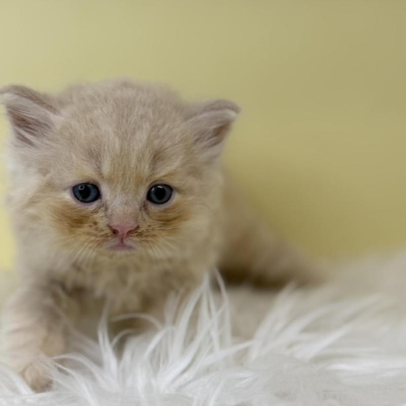 販売中の埼玉県のサイベリアン-137655の1枚目