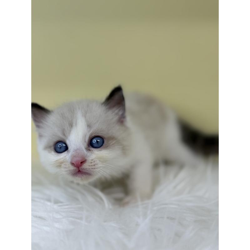 販売中の埼玉県のラグドール-137665の4枚目