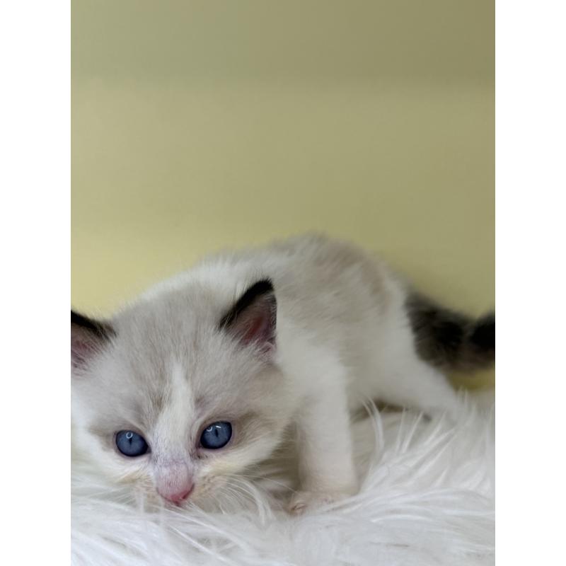 販売中の埼玉県のラグドール-137665の2枚目