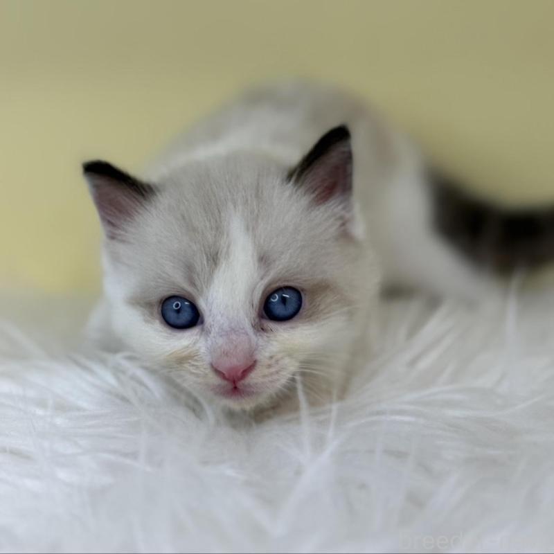 販売中の埼玉県のラグドール-137665の1枚目