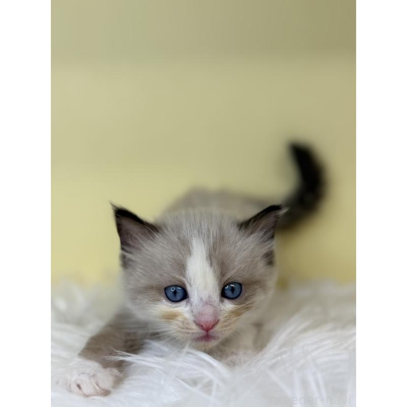 販売中の埼玉県のラグドール-137664の4枚目