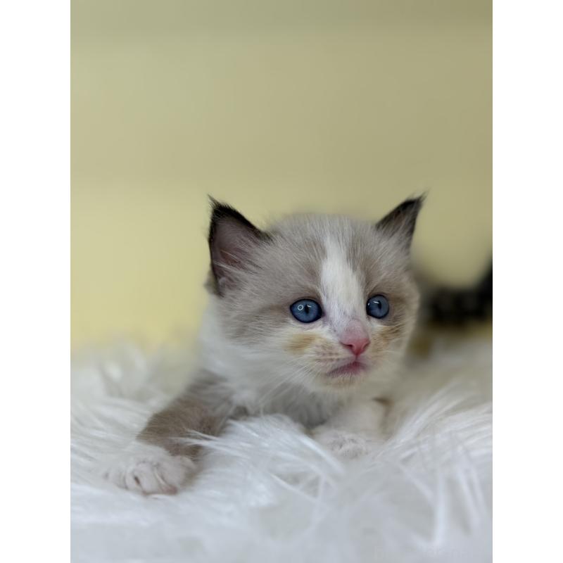 販売中の埼玉県のラグドール-137664の3枚目