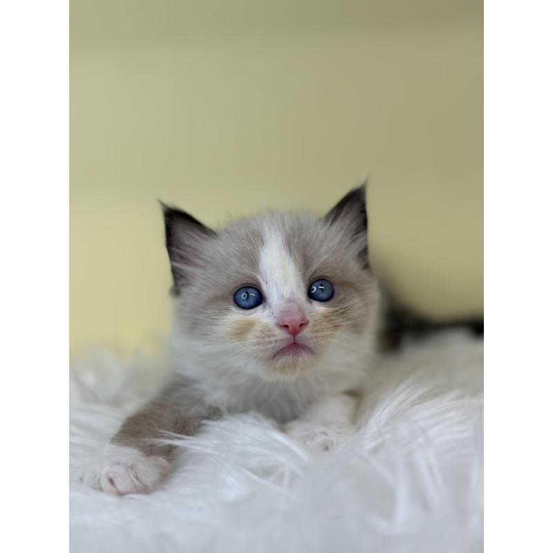 販売中の埼玉県のラグドール-137664の2枚目