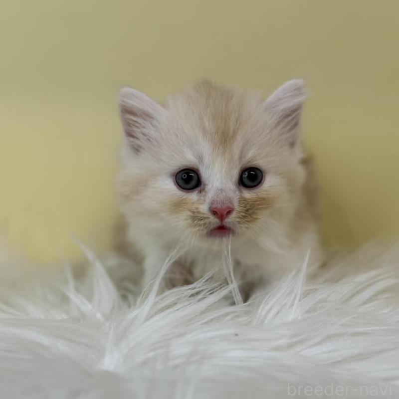 販売中の埼玉県のマンチカン(短足)-137659の4枚目